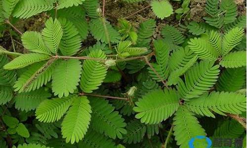 植物预报天气_植物预报天气变化的谚语